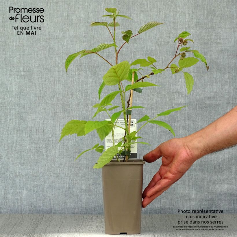Spécimen de Framboisier Willamette (non remontant) Pot de 1,5L tel que livré au printemps