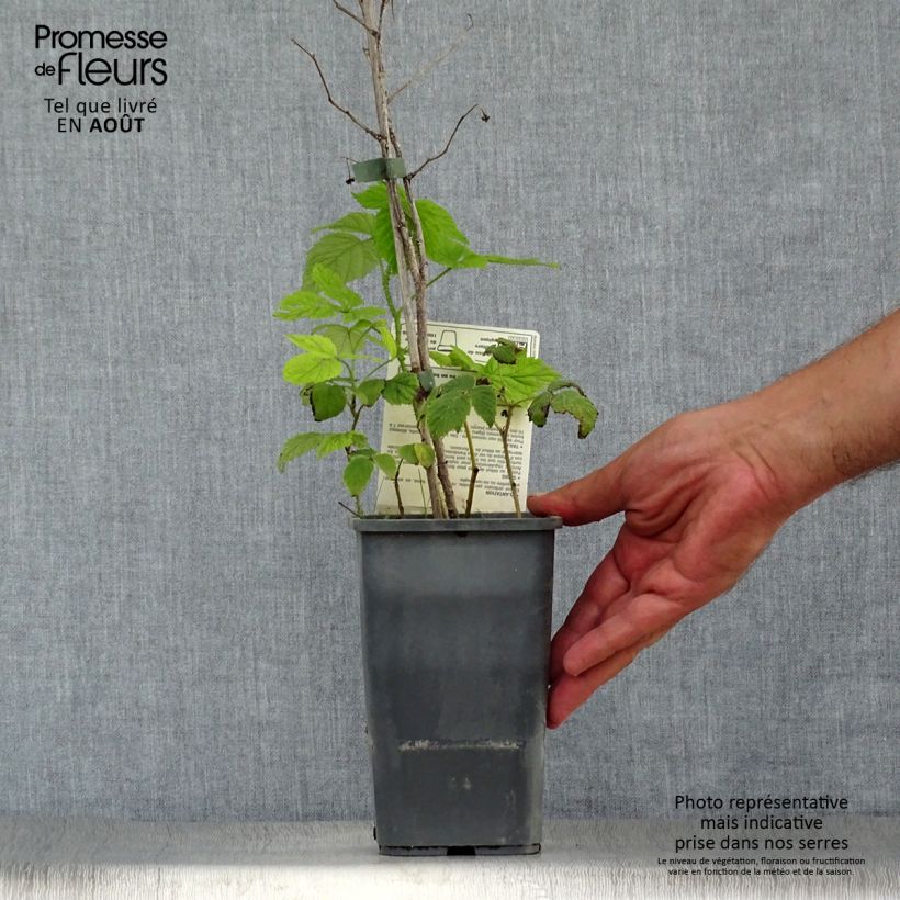 Spécimen de Framboisier Willamette (non remontant) Bio Pot de 1,5L/2L, Buisson tel que livré en été
