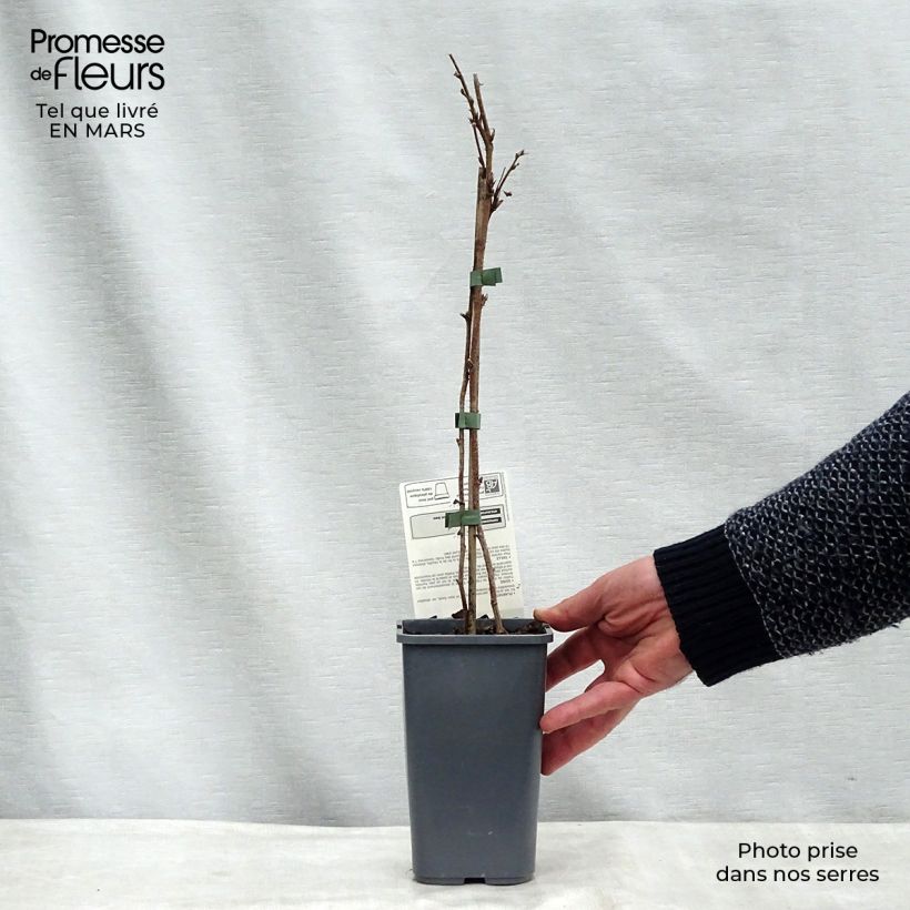 Spécimen de Framboisier Willamette (non remontant) Bio Pot de 1,5L tel que livré au printemps