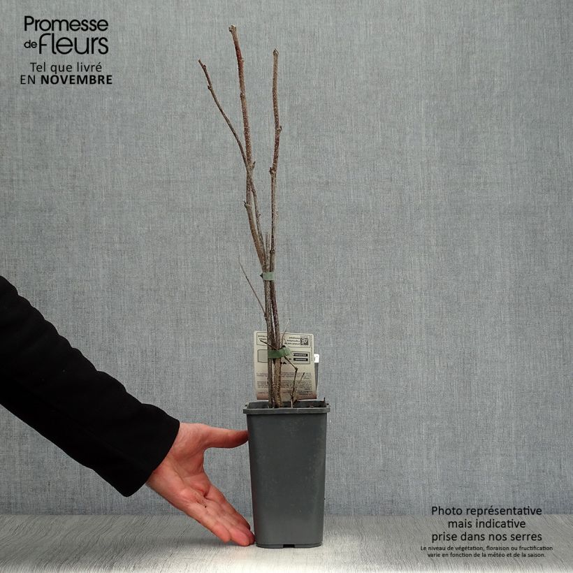 Spécimen de Framboisier Willamette (non remontant) Bio Pot de 1,5L/2L, Buisson tel que livré en automne