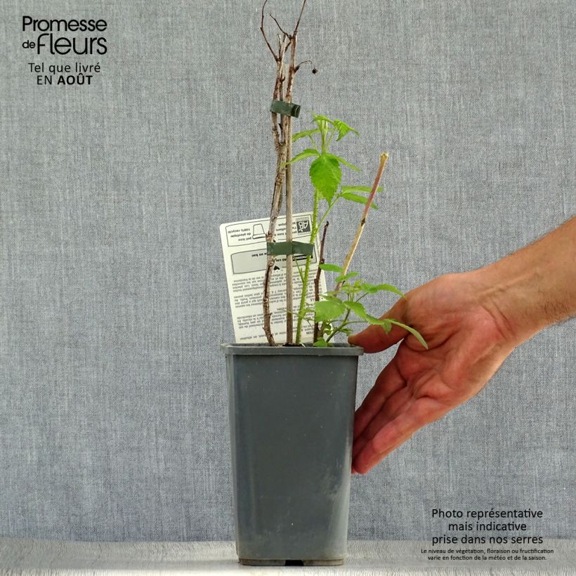Spécimen de Framboisier Zeva (remontant) Bio Pot de 1,5L/2L, Touffe tel que livré en été