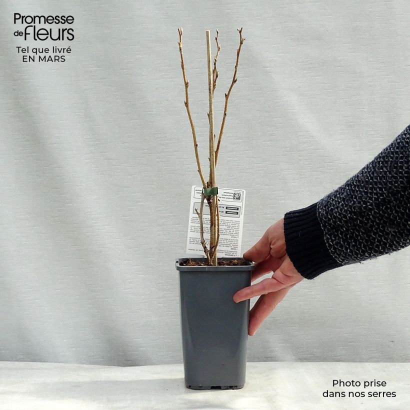 Spécimen de Framboisier Zeva (remontant) Bio Pot de 1,5L tel que livré au printemps