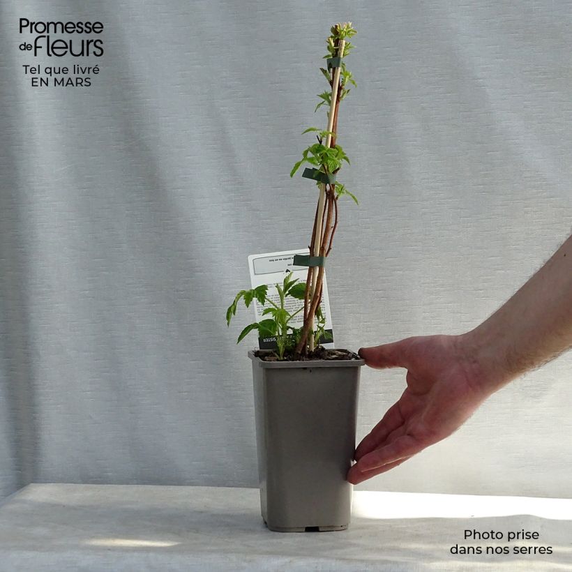 Spécimen de Framboisier nain Little Sweet Sister Pot de 1,5L/2L tel que livré au printemps