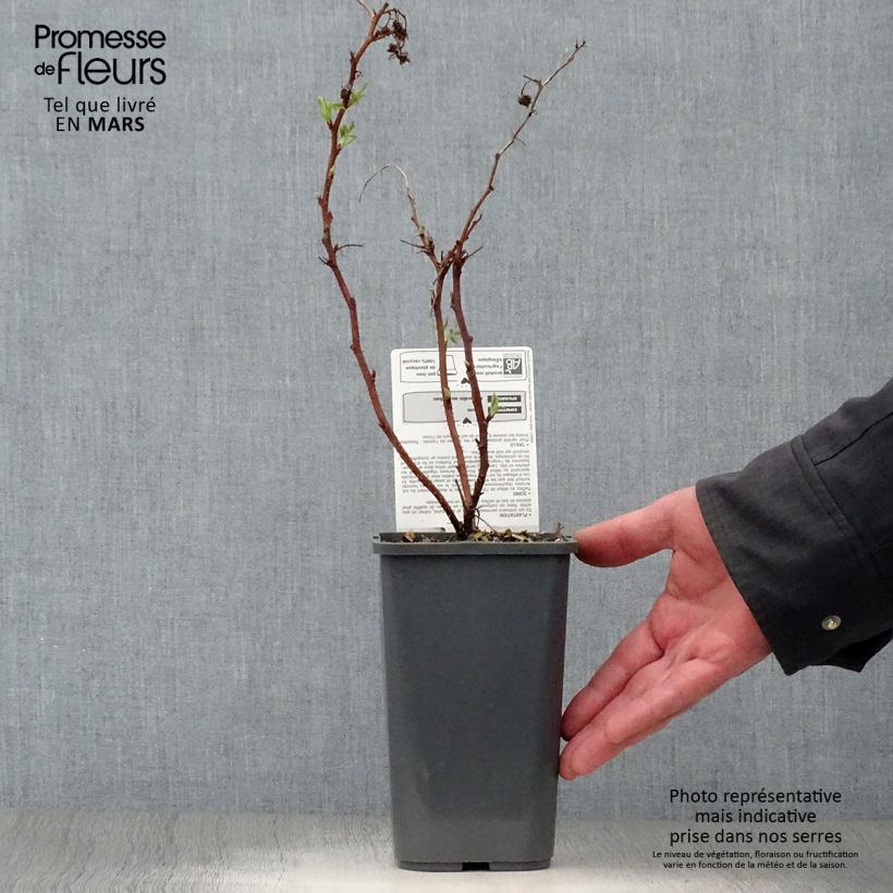 Spécimen de Framboisier nain Little Sweet Sister Bio Pot de 1,5L tel que livré au printemps