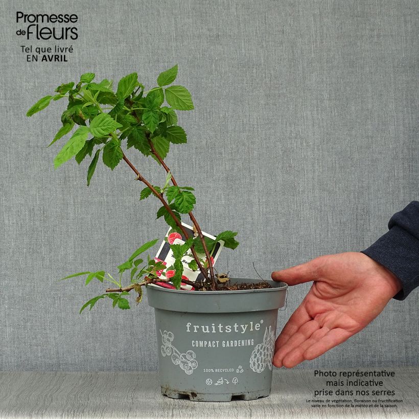 Spécimen de Framboisier nain Ruby Beauty Pot de 1.5L./2L. tel que livré au printemps