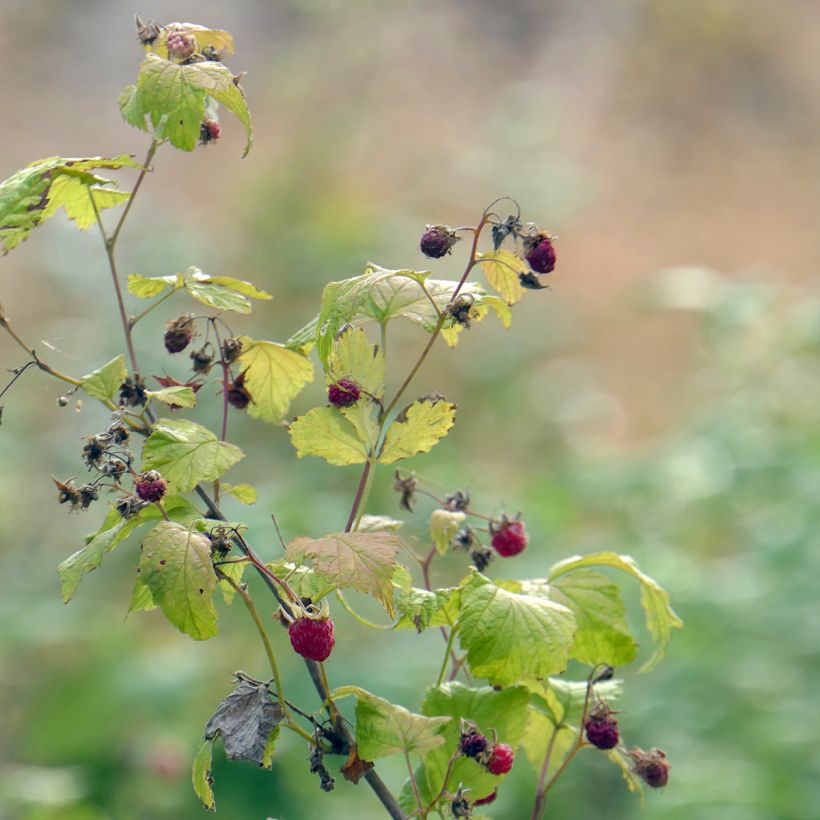 Framboisier nain remontant Autumn Belle - Rubus idaeus (Port)