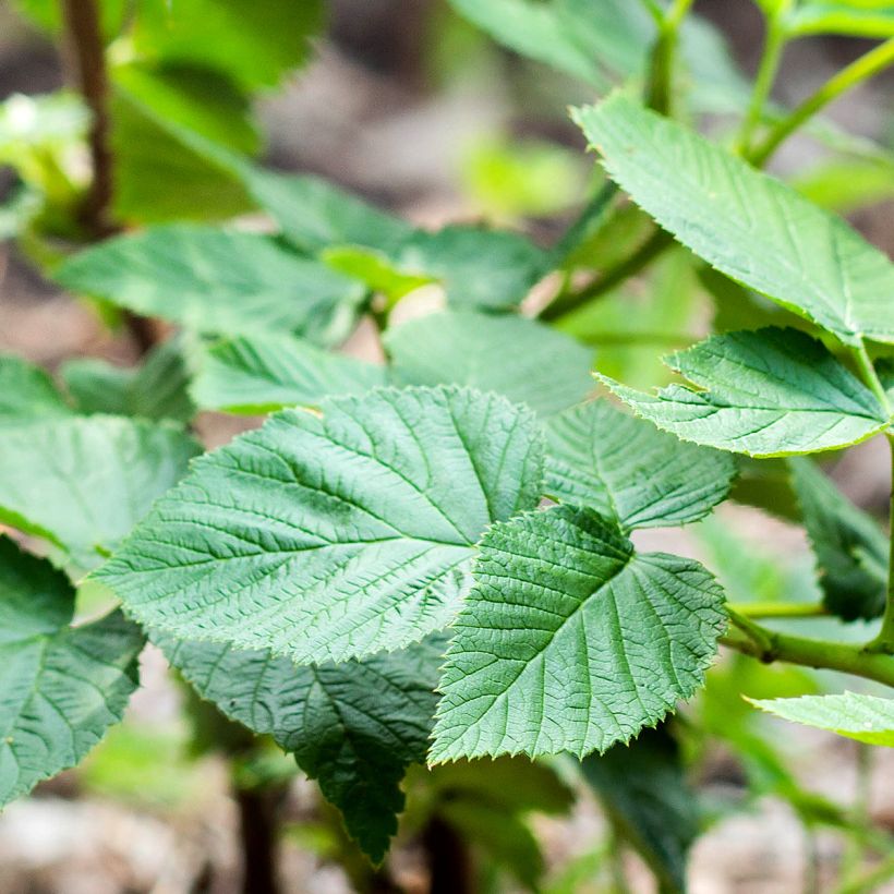 Framboisier nain remontant Bella Aromatica - Rubus idaeus  (Feuillage)