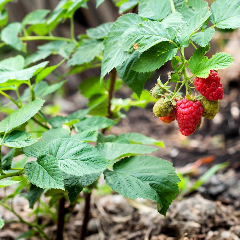 Framboisier nain remontant Bella Aromatica - Rubus idaeus  (Port)