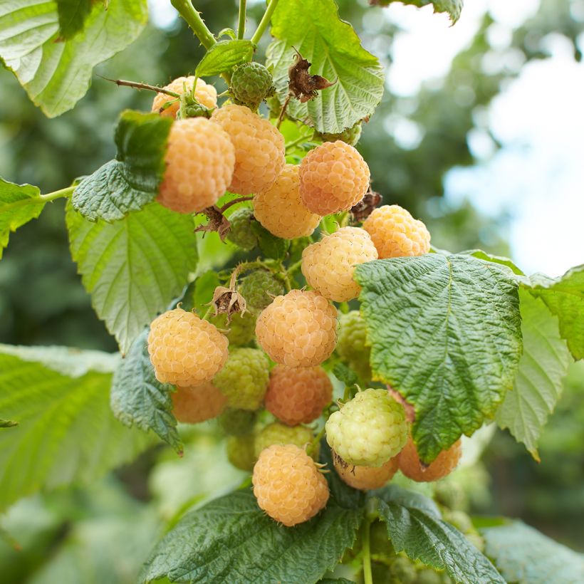 Framboisier nain Lowberry Goodasgold - Rubus idaeus (Récolte)