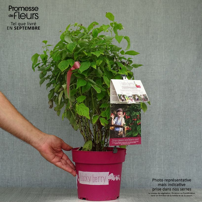 Spécimen de Framboisier nain remontant Lucky Berry - Rubus idaeus Pot de 4L/5L, Touffe tel que livré en automne