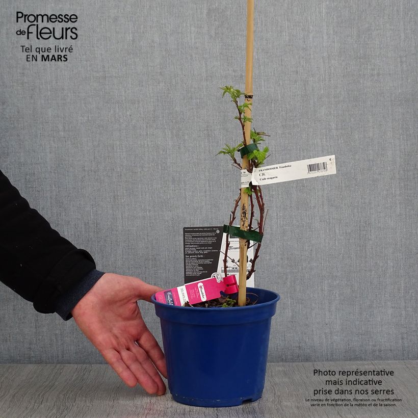 Spécimen de Framboisier remontant Frambélise - Rubus idaeus Pot de 2L/3L tel que livré au printemps
