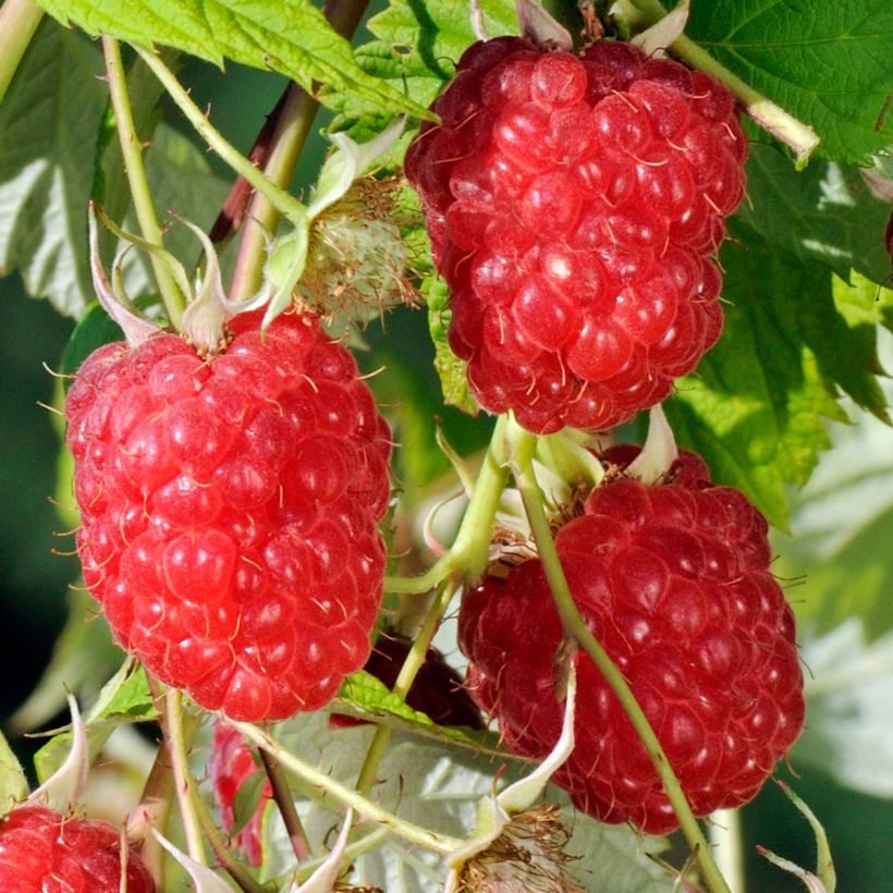 Framboisier remontant Sanibelle - Rubus idaeus (Récolte)