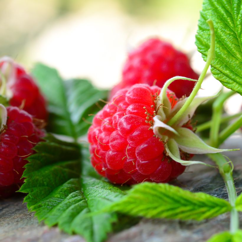 Framboisier remontant Scepter - Rubus idaeus (Récolte)