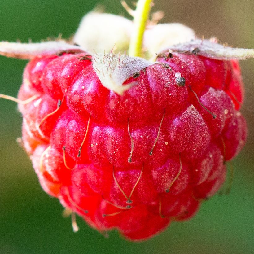 Framboisier remontant September - Rubus idaeus  (Récolte)