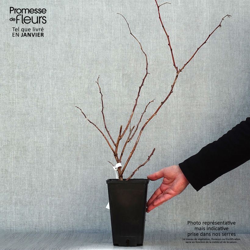 Spécimen de Framboisier remontant September - Rubus idaeus  tel que livré en hiver