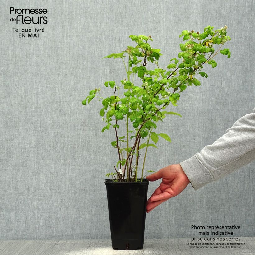 Spécimen de Framboisier remontant September - Rubus idaeus en pot de 2/3L tel que livré au printemps