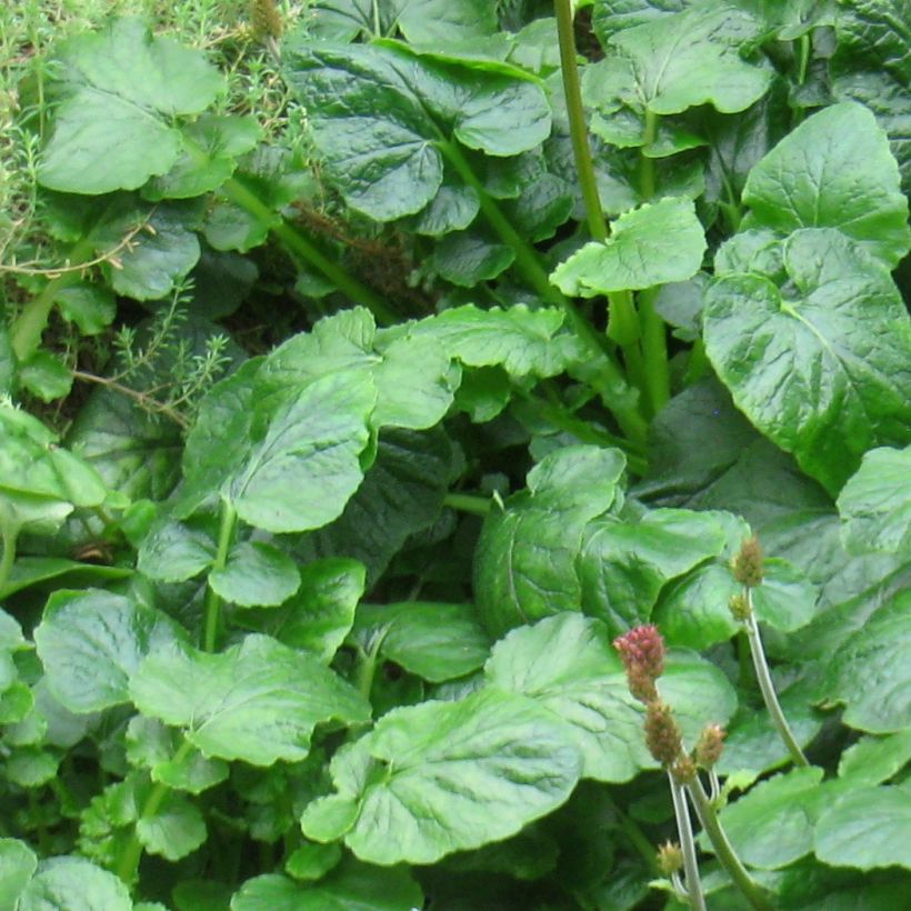 Francoa appendiculata (Feuillage)