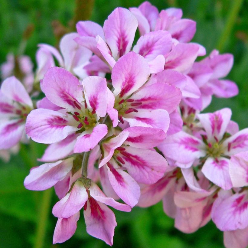 Francoa ramosa (Floraison)