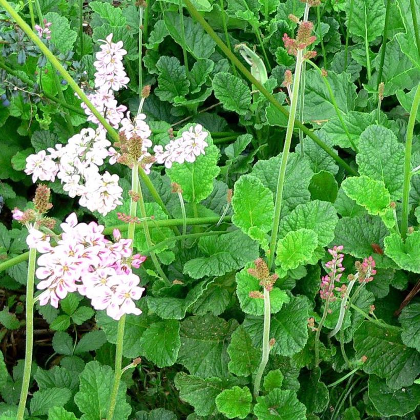 Francoa ramosa (Port)