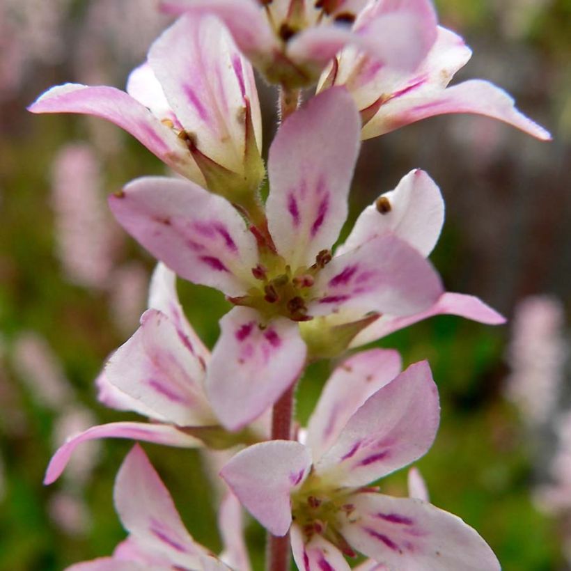 Francoa sonchifolia (Floraison)