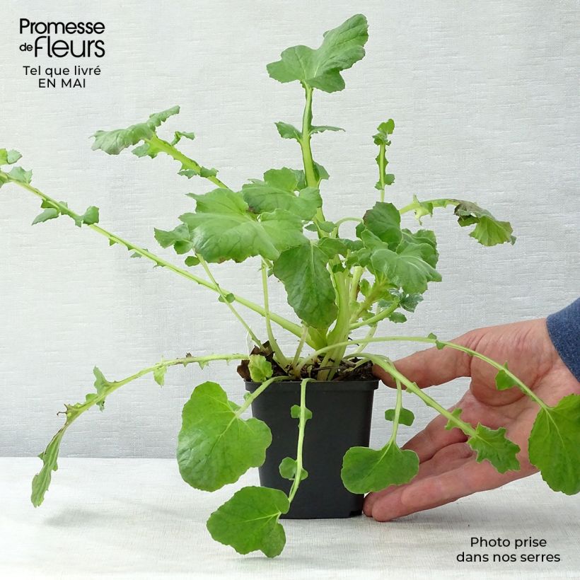Spécimen de Francoa sonchifolia Godet de 9cm tel que livré au printemps