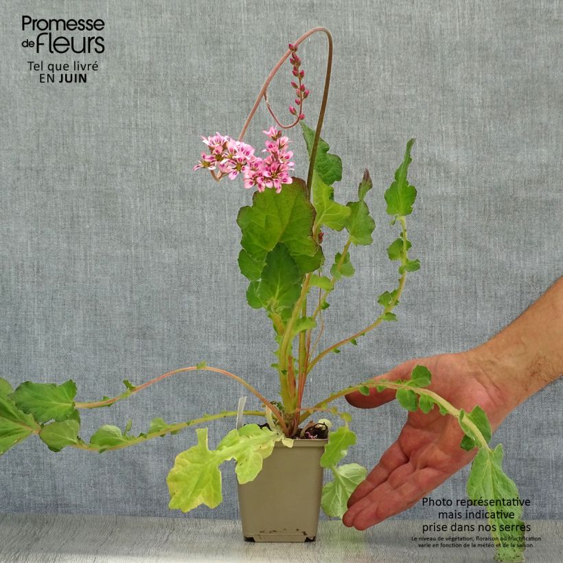 Spécimen de Francoa sonchifolia Godet de 8/9 cm tel que livré en été