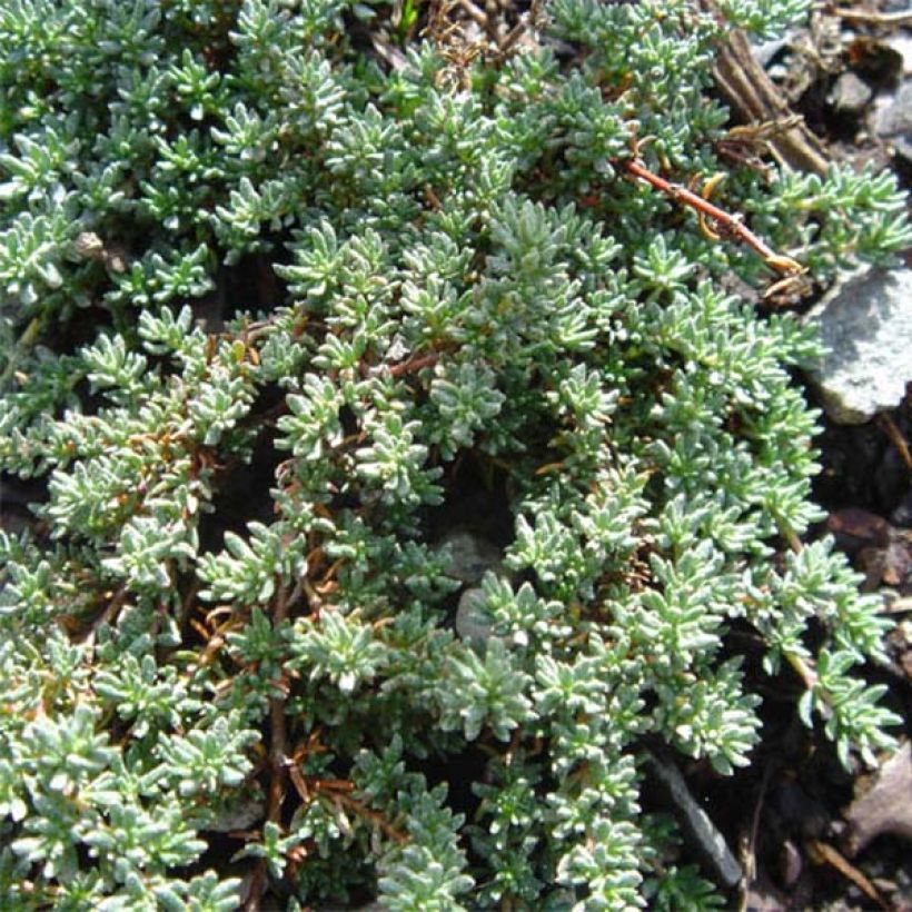 Frankenia laevis - Bruyère marine (Feuillage)