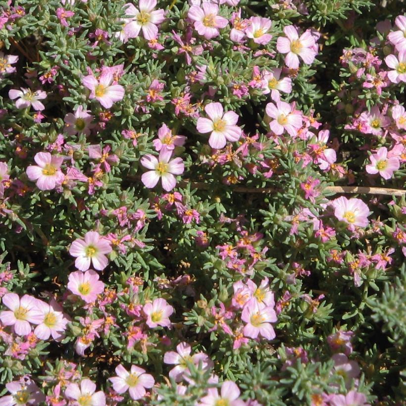 Frankenia laevis - Bruyère marine (Floraison)