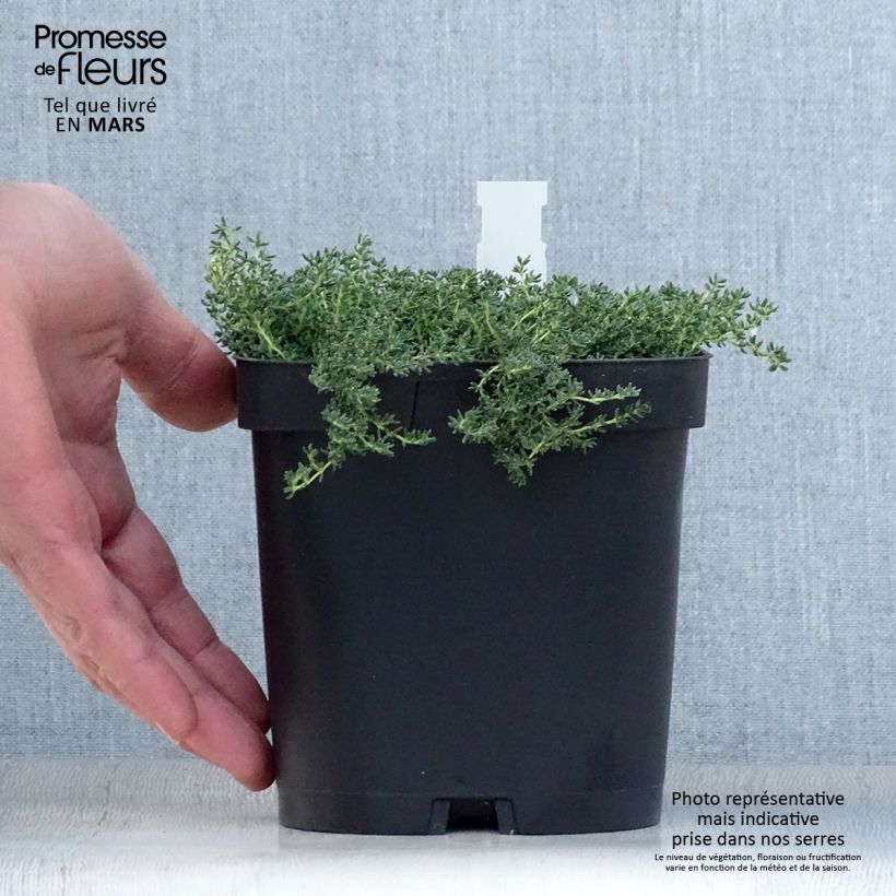 Spécimen de Frankenia laevis - Bruyère marine Pot de 2/3 L tel que livré au printemps