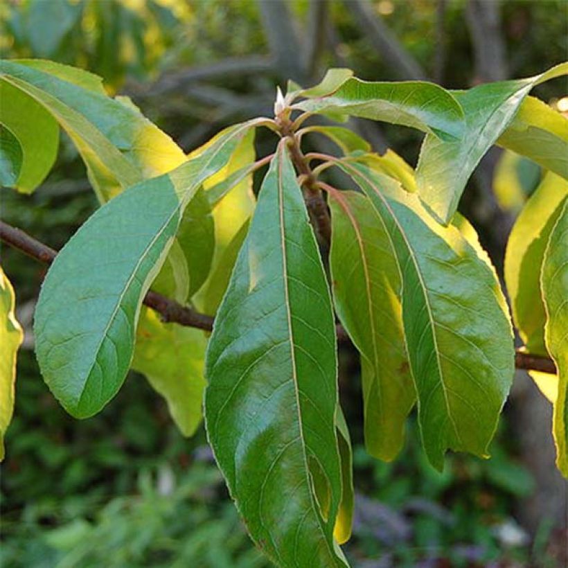 Franklinia alatamaha - Arbre de Franklin (Feuillage)