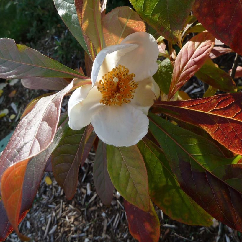 Franklinia alatamaha - Arbre de Franklin (Floraison)