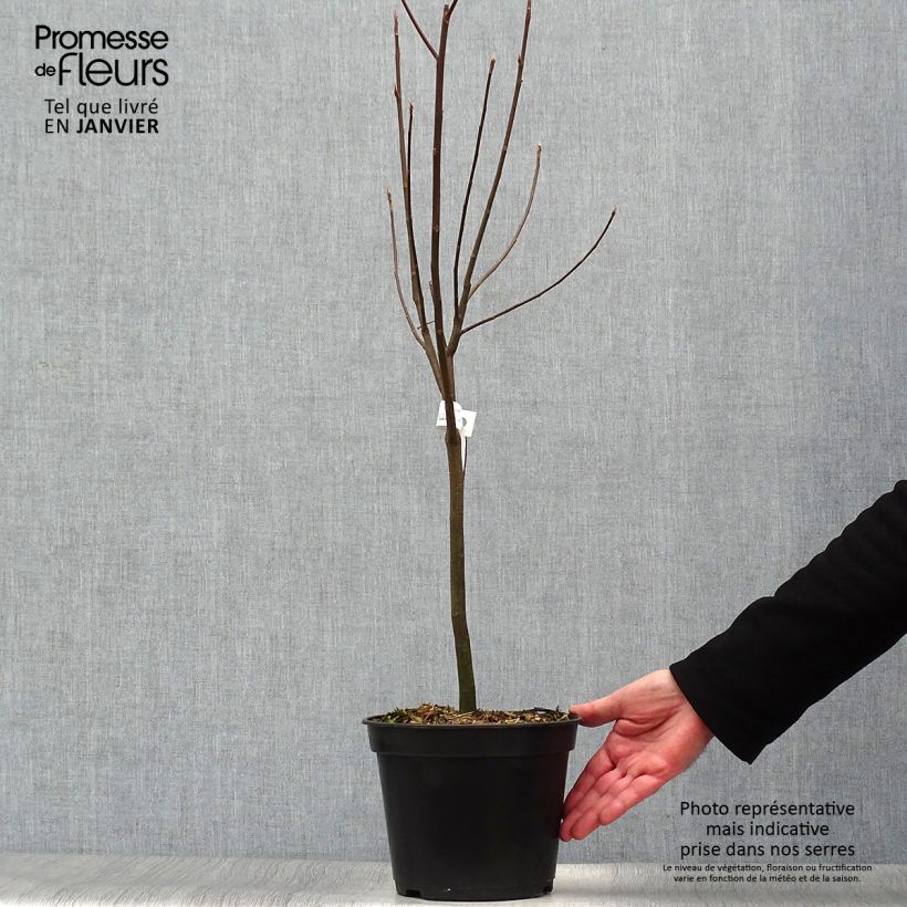 Spécimen de Franklinia alatamaha - Arbre de Franklin tel que livré en hiver