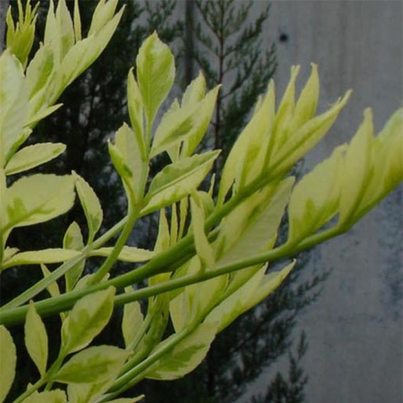 Frêne panaché - Fraxinus angustifolia Variegata. (Feuillage)
