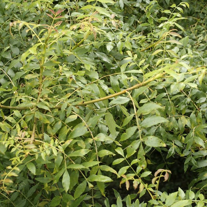 Fraxinus excelsior - Frêne commun (Feuillage)