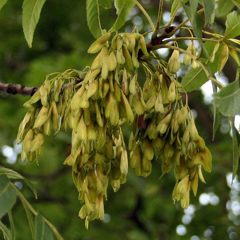 Fraxinus excelsior - Frêne commun (Récolte)