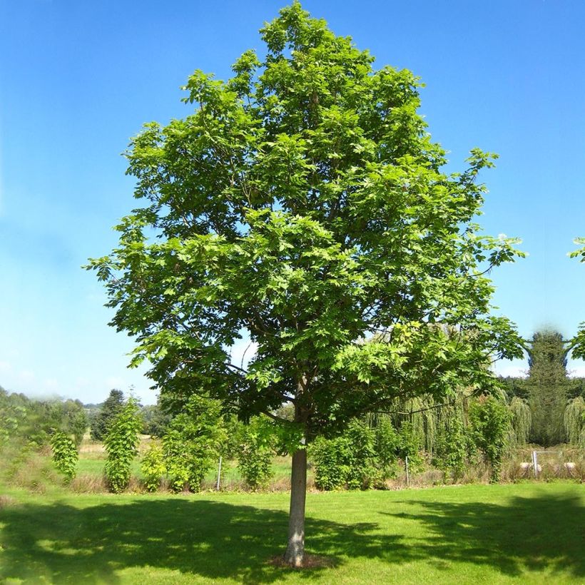 Fraxinus excelsior - Frêne commun (Port)