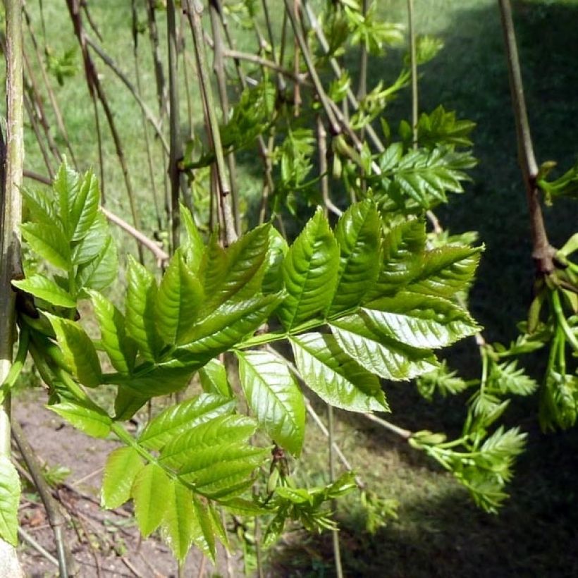 Fraxinus excelsior Pendula - Frêne pleureur (Feuillage)