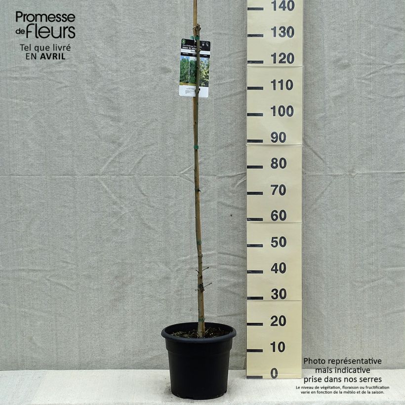 Spécimen de Fraxinus ornus - Frêne à fleurs, Orne - Pot de 7,5L/10L tel que livré au printemps