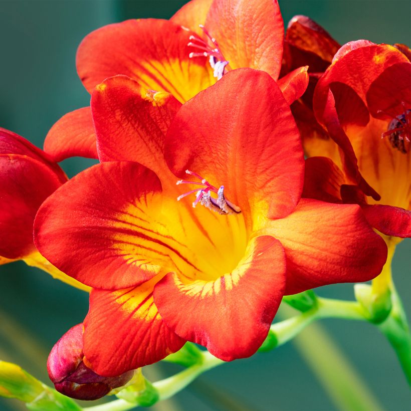Freesia simple rouge - Muguet du Cap (Floraison)