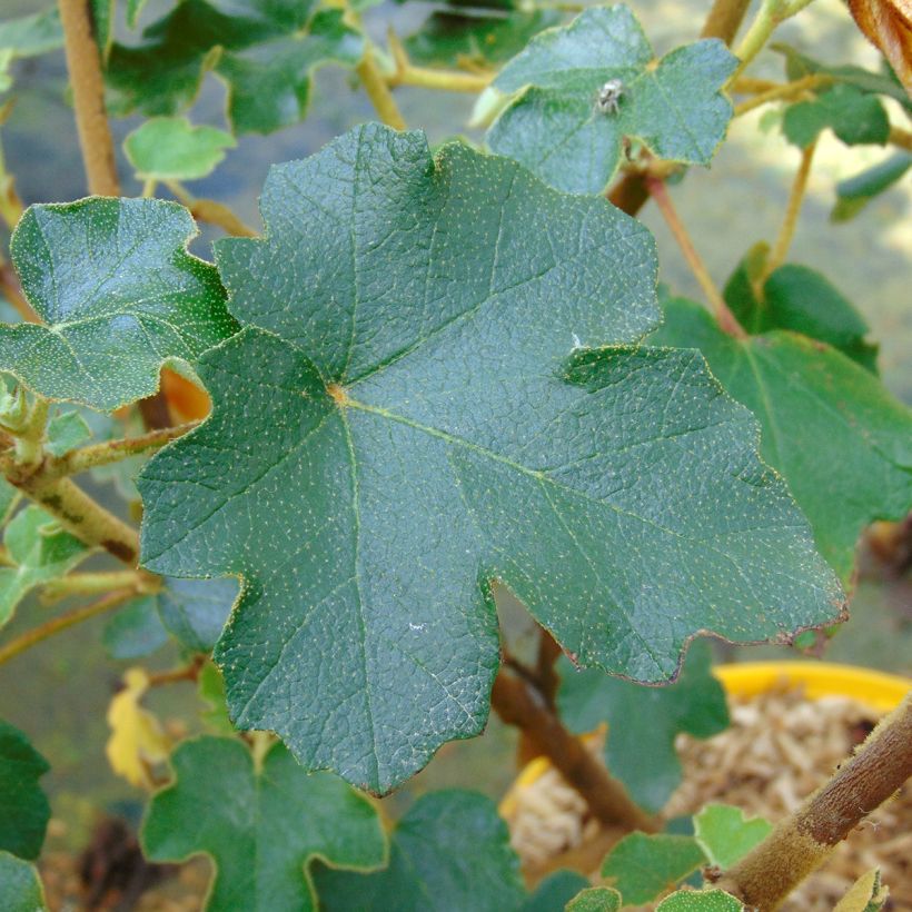 Fremontodendron californicum - Fremontia de Californie (Feuillage)