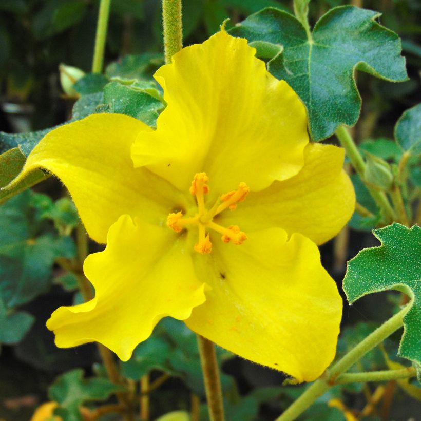 Fremontodendron californicum - Fremontia de Californie (Floraison)