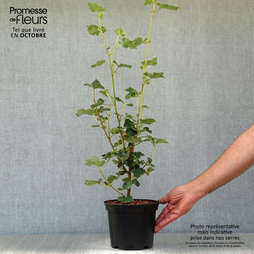 Spécimen de Fremontodendron californicum - Fremontia de Californie Pot de 2L/3L tel que livré en automne