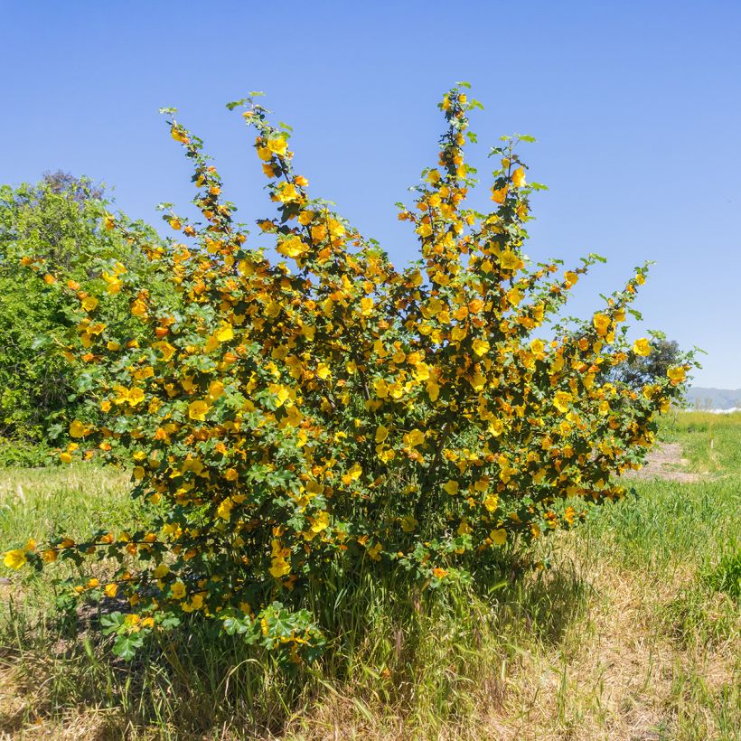 Fremontodendron californicum - Fremontia de Californie (Port)