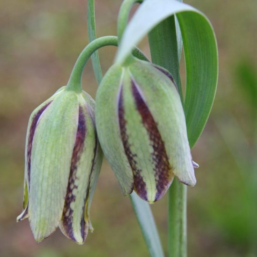 Fritillaire hermonis ssp. amana (Floraison)