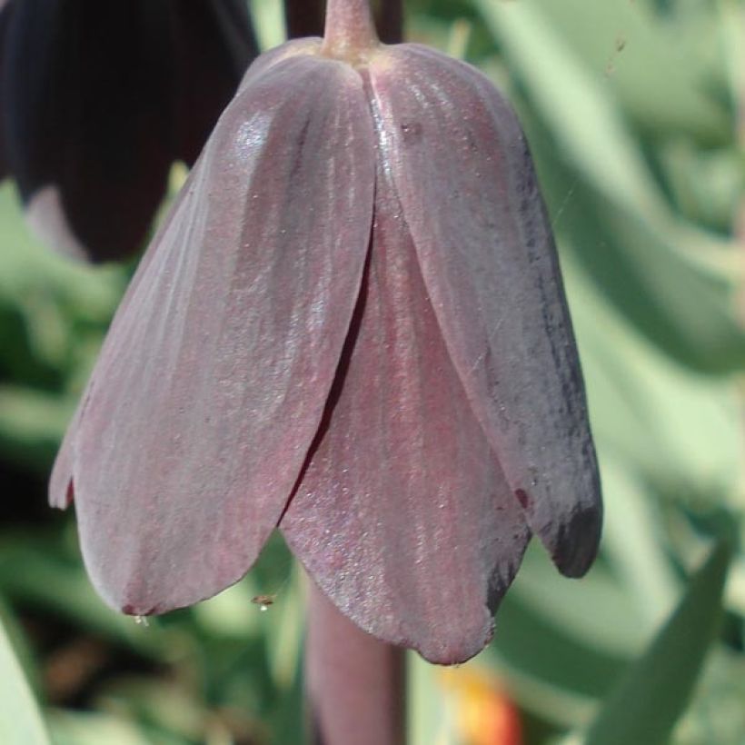 Fritillaire persica Adiyaman - Fritillaire de Perse noire (Floraison)