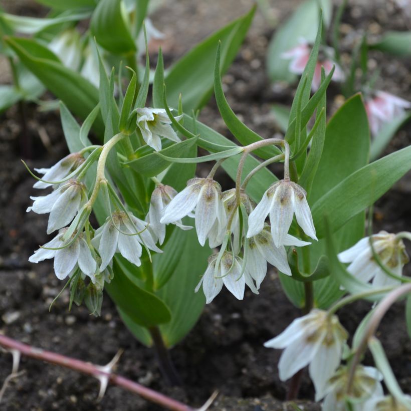 Fritillaria bucharica (Port)