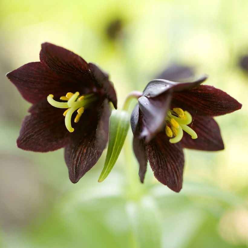 Fritillaire camschatcensis - Lys du Kamtchatka (Floraison)