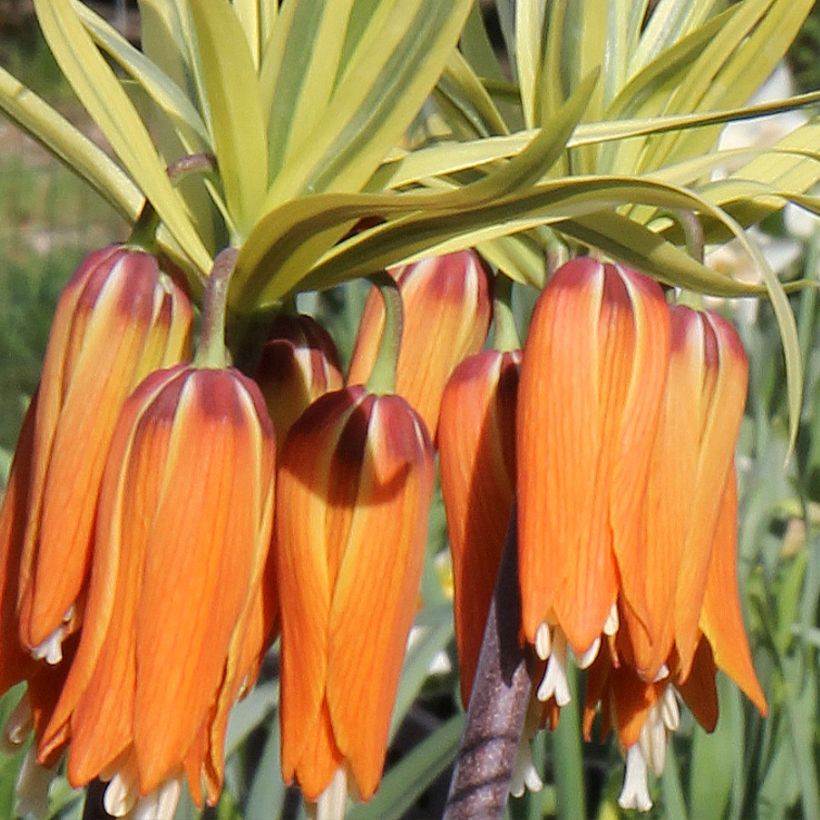 Fritillaire imperialis Argentea variegata (Floraison)