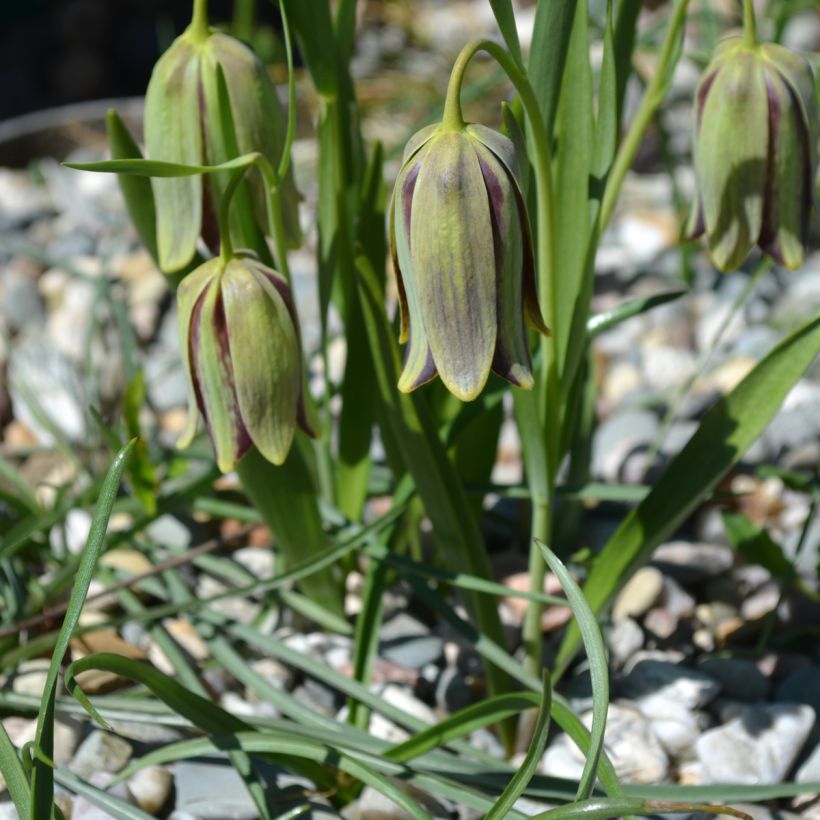 Fritillaire hermonis ssp. amana (Port)