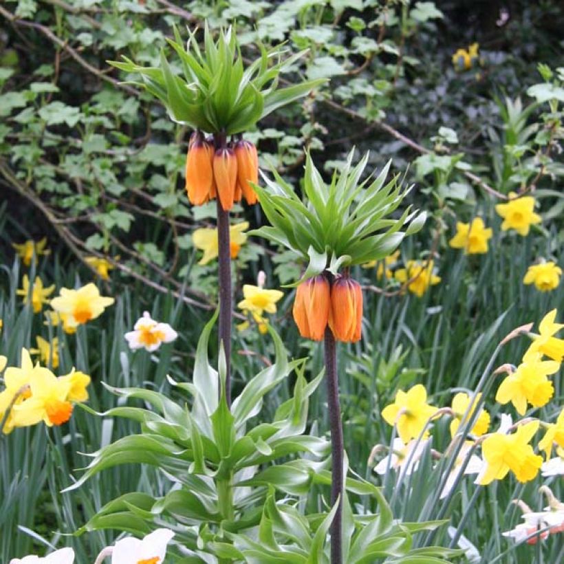 Fritillaire imperialis Prolifera - Couronne impériale (Port)